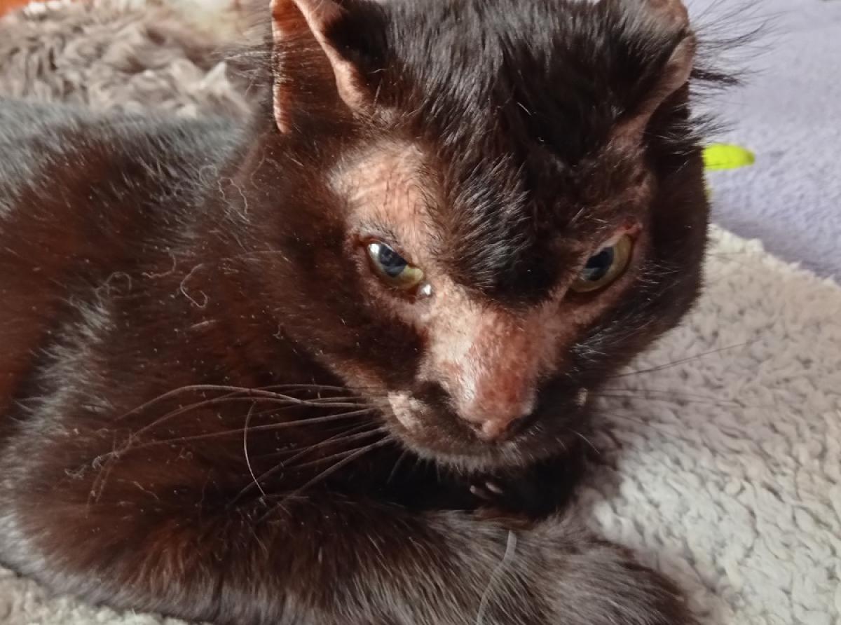 На Урале ветеринарные врачи выходили пострадавшего в огне кота и нашли ему дом